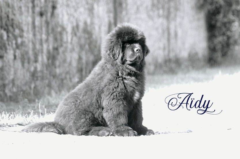 A limited edition Des oursons du vent